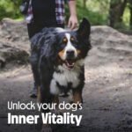 Tails.com Inner Vitality • Dog Treats 5 x 80g • Superfood Bites 27% Lamb • Grain Free Recipe • No Artificial Colours or Flavours • Low Calorie Snacks • Rich in Antioxidants from Beetroot - Image 7