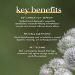 Fushi Organic Burdock Root (Arctium) Capsules, 60 Caps | Fresh-Ground Whole Food | Indigenously Sourced, Ethical, Vegan, Made in The UK - Image 5