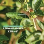 Organic Ashwagandha KSM-66® 1650mg - 5% Withanolides - Black Pepper for Absorption - Most Bioavailable Full-Spectrum Root Extract - Not Tablets or Powder - 180 Vegan Capsules - Image 5