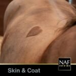 NAF Love the Skin He’s In D-Itch Supplement 780g – Seasonal Skin Support for Horses – With Herbs, Antioxidants & MSM – Aids Itchy Skin & Immune Response - Image 4