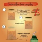 Vegavero Cordyceps Sinensis Organic 13,000 mg | Mushroom Extract 20:1 | 40% Polysaccharides and 0.5% Adenosin | NO Additives | Lab-Tested | Vegan - Image 6