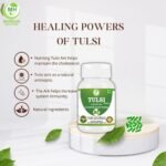 Tulsi (Ocimum Sanctum) Capsule | Pack of 60 x 500 MG. Vegetarian Capsules | Natural Herbal Supplement | GMP Certified | Gluten Free (Pack of 1) - Image 4