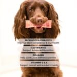 GUT HEALTH DOG SUPPLEMENT with Salmon Oil, Prebiotics & Probiotics | Digestion Support Powder for Dogs | Sensitive Stomach, Loose Stool & Gas Relief | Natural Hydration Drink Mix - Image 5