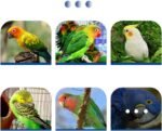 Supplementary Food - Health Supplement - Natural Powder for Digestive Support Daily Bird Food Wellness Development Energy Balance Proper Growth for Birds - Image 6