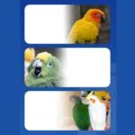 Supplementary Food - Health Supplement - Natural Powder for Digestive Support Daily Bird Food Wellness Development Energy Balance Proper Growth for Birds - Image 7