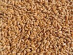 Natures Root Organic Wheatgrass Sprouting Seeds 1kg - Superfood | Non GMO | Microgreen Sprouts | Garden Planting | Wheat Grass Juicing | Cat Grass - Image 3