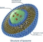 Pure Liposomal Vitamin C & Zinc | 250ml Liquid Antioxidant Immune Booster | Liver Skin Iron Absorption Support | Increase Energy | Reduce Tiredness Vegan Gluten Soy Alkohol Free | UK Brand - Image 6