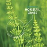 Organic Horsetail 1400mg – 90 Vegan Capsules (45 Day Supply) – Pure & Potent Powder – Resealable and Recyclable Pouch by Alpha01 - Image 5