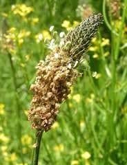 Psyllium Husk (Isabgol) (Plantago Ovata) 500g - Natural Laxative - Great Remedy for Constipation, Diarrhoea & Weight Loss - Image 3