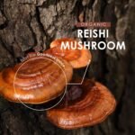 Organic Reishi Mushroom Powder 100g – Pure Ganoderma Lingzhi Reishi Supplement Powder – Resealable and Recyclable Pouch – by Alpha01 - Image 5