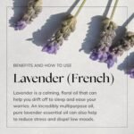 Nikura French Lavender Essential Oil - 100ml | Lavender Oil for Sleep, Aromatherapy, Diffusers for Home, Candle-Making, Bath, Anxiety, Massage, Hair, Skin | 100% Pure Natural Oils | Vegan & UK Made - Image 5