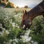 Hilton Herbs Detox Gold 1 Litre - Image 8