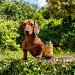 Skin & Coat Supplement for Dogs - Supports Healthy Skin & Coat, Colour Pigments - Promotes Calmness and Relaxation - Fast Acting & Vet-Approved Herbal Tincture - 100ml - Image 3