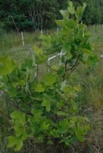 Ginkgo Biloba Organic Extract / 50 ml /1.7 fl oz. - Image 3