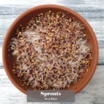 Organic Red Kale Sprouting Seeds - 125g | Non GMO Superfood | Easy to Sprout | Microgreens in 12 Days, Sprouts in 5 Days - Image 3