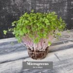 Organic Red Kale Sprouting Seeds - 125g | Non GMO Superfood | Easy to Sprout | Microgreens in 12 Days, Sprouts in 5 Days - Image 4