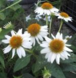 Echinacea purpurea PowWow White | White Coneflower| 10_Seeds - Image 3