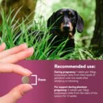 Dorwest Raspberry Leaf Tablets for Dogs And Cats, 500 Tablets, Pregnancy Support For Pets – For Natural Hormonal Balance and Phantom Pregnancies - Image 7