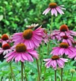 2100-Viola-Paonoflower-Semi-Echinacea Purpurea-Bulk-Herbel-Sha-SH-A25 2100-Viola-Violawer-Semi-Echinacea Purpurea-Bulk-Herb-It-Sh-S-A25 Do You Have one to Sell? Now Sell Details About 2100 - Image 3
