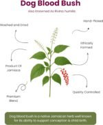 100% Organic Fertility Tea (Dog blood bush) Reproductive Health, Hormone Balance, Ovulation, Cycle Support by Fertility Tea - Image 4