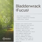 Bladderwrack 80 mg Extract – 90 Vegan Capsules | Wild‑Harvested Fucus vesiculosus for Thyroid, Metabolism, Digestive & Skin Health | Additive‑Free | UK Made | Metabolics - Image 5