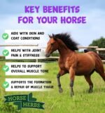 Joint Support Plus 3kg | 100% Natural Feed Supplement for Horses & Ponies, Mobility Support, Stiff, Equine Care - Image 4