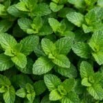 Anxiety Breathing Necklace with Resistance - Breathing Necklace for Anxiety Relief with Peppermint Flavoured Filter, Fashion Design, Paired with Everyday Outfits - Image 6