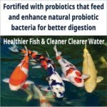Show Koi Wheatgerm Pellets Autumn Winter & Spring Low Temperature Food 3mm 500g With Prebiotics To Aid Digestion & Immune System Increase Probiotic Bacteria Gut Health - Image 4