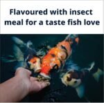 Show Koi Wheatgerm Pellets Autumn Winter & Spring Low Temperature Food 3mm 500g With Prebiotics To Aid Digestion & Immune System Increase Probiotic Bacteria Gut Health - Image 5