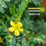 Organic Tribulus Tribulus 1500mg - 60 Vegan Capsules – Resealable and Recyclable Pouch by Alpha01 - Image 5