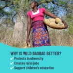 UNROOTED Super Greens & Lemon Shots - For Good Gut Health, with Spinach, Lemon, Baobab and Cucumber, Supports Energy, Immunity and Digestion, With Vitamin C and Antioxidants 12x60ml Bottles - Image 4