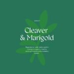 Hilton Herbs Cleavers & Marigold Natural Equine Supplement. 100% Natural Ingredients. Supports Lymphatic & Glandular Health. For Horses with Filled Legs, Feathers or CPL-Prone. 750g - Image 4