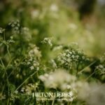 Hilton Herbs Cleavers & Marigold Natural Equine Supplement. 100% Natural Ingredients. Supports Lymphatic & Glandular Health. For Horses with Filled Legs, Feathers or CPL-Prone. 750g - Image 6