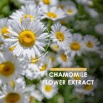 Chamomile Flower Extract 3500mg - 90 Vegan Capsules – High Strength 7:1 Chamomile Supplement – 3 Months Supply - Resealable and Recyclable Pouch by Alpha01 - Image 5