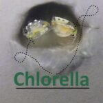 Concentrated Chlorella Powder for Feeding Crustaceans - Daphnia, Moina, Rotifer, Fairy Shrimp, and Other Live Fish Food - Image 4