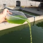 Concentrated Chlorella Powder for Feeding Crustaceans - Daphnia, Moina, Rotifer, Fairy Shrimp, and Other Live Fish Food - Image 8