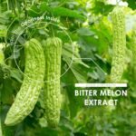 Organic Bitter Melon Extract 16,500mg (Karela) – 55mg Momordica Glycosides – 60 Vegan Capsules (2 Months Supply) – Resealable and Recyclable Pouch by Alpha01 - Image 4