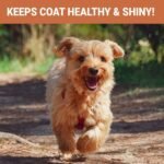 SKIPPER'S Fresh Scottish Salmon Oil for Dogs - 100% Pure Omega 3,6 & 9 Fish Oil Supplements for Dog, Cat, Horse, Ferret & Pets | Treats Itchy Skin, Natural Coat, Brain Health, Joints & Immune System - Image 5