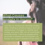 Chamomile Powder 1kg Bag | 100% Natural Calming Supplement for Horses & Ponies, Equine Care - Image 4