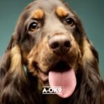 Senior Calm-K9 | 5x100g Multipack | Calming Supplement for Dogs | Helps with Anxiety Relief, Fireworks, Stress & Barking | Natural Ingredients | Mix with Dog or Puppy Food | For Senior Dogs - Image 5