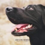 Hilton Herbs Seaweed & Rosehip Natural Dog Supplement. 100% Natural Ingredients. Daily Nutrition and Dental Care for Dogs. Help Fight Against Plaque and Combat Bad Breath. 125 g - Image 6