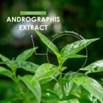 Andrographis Extract 500mg – High Strength Andrographis Paniculata Extract Equivalent to 5,000mg – 90 Vegan Capsules (3 Months Supply) – by Alpha01 - Image 5