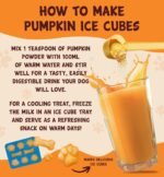 Pumpkin Powder with Pre, Pro & Postbiotics 300g | Natural Pumpkin Puree Powder for Dogs, Digestive Supplement, Stool Firming, High Fibre Dog Food Topper, Manufactured in the UK - Image 7