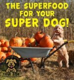 Pumpkin Powder with Pre, Pro & Postbiotics 300g | Natural Pumpkin Puree Powder for Dogs, Digestive Supplement, Stool Firming, High Fibre Dog Food Topper, Manufactured in the UK - Image 8