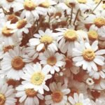 Naissance Relaxation Bliss Massage Oil 100ml – Calming Lavender & Soothing Chamomile Oil – Destressing Aromatherapy Massage Oil for Relaxation, Sleep, Stress & Muscle Relief - Image 5