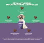 Bonza Calming Dog Treats – Natural Calming Chews for Dogs, Bliss Bioactive Bites with Botanicals & Omega-3, Dog Calming Supplement for Relaxation, Anxiety & Stress Relief, 60 Soft Chews - Image 4