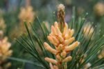 WILD Herbal PINE POLLEN EXTRACT 20:1 Powder 100 grams - Image 3