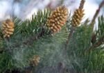 WILD Herbal PINE POLLEN EXTRACT 20:1 Powder 100 grams - Image 4