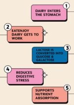 Dairy Digestive Enzyme Supplement | 10 Capsules - Image 6