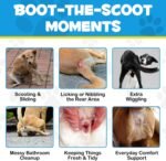 Anal Gland Support Chews For Dog, 150 Counts Anal Glands Dog Supplements with Pumpkin Powder For Dogs & Probiotics for Dogs - Support Healthy Anal Gland, Bowel & Digestion, Beef Flavor - Image 5